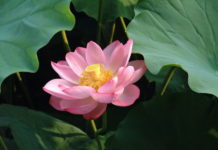 Fior di Loto 1113 0 Fior di loto